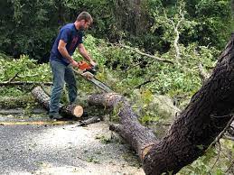 Trusted Syosset, NY Tree Removal Experts