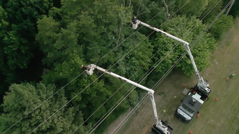 How Our Tree Care Process Works  in  Syosset, NY